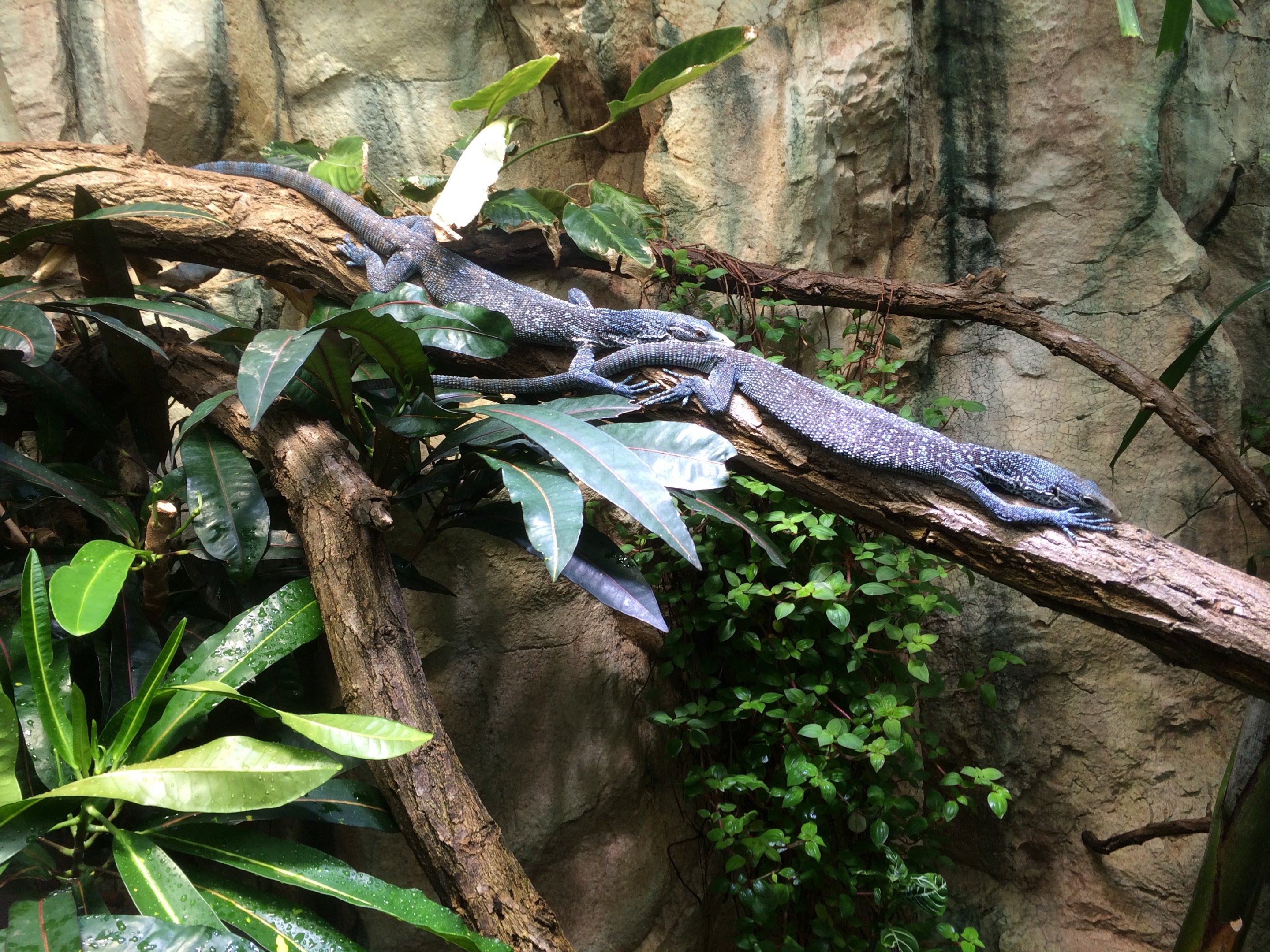 Blue tree monitor