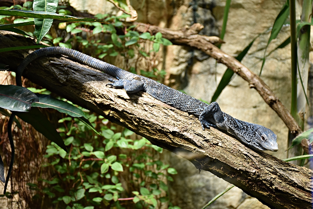 blue tree monitor