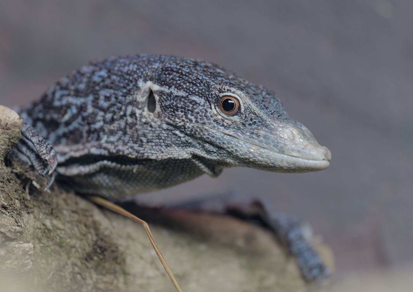 Blue tree monitor