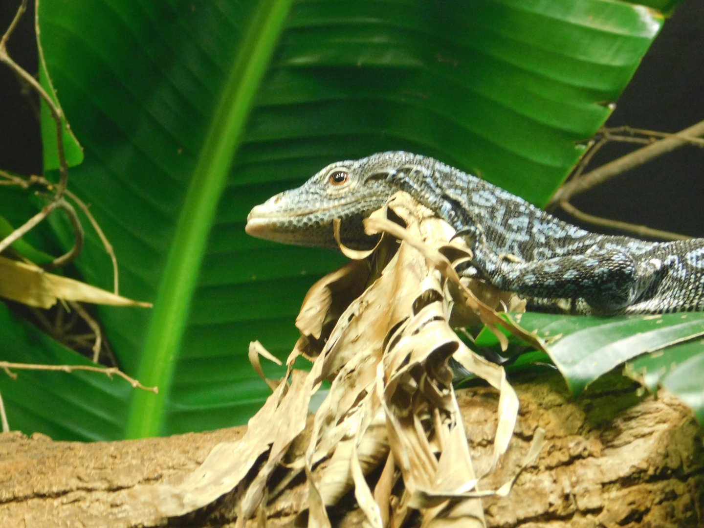 Blue Tree Monitor