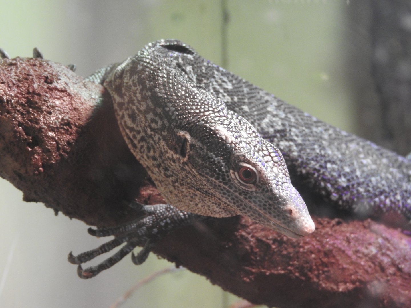 Blue Tree Monitor