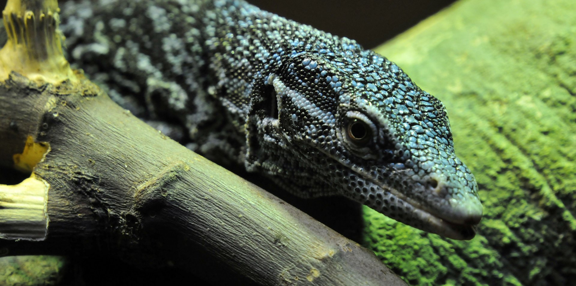 Blue tree monitor