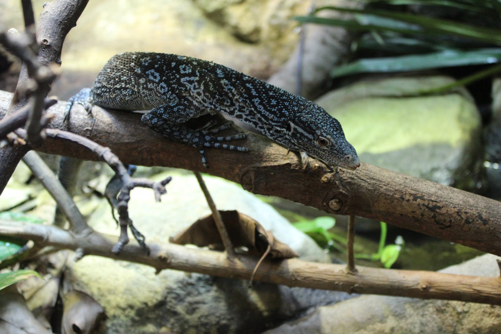 Blue Tree Monitor