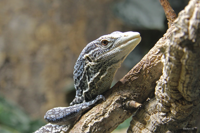 Blue tree monitor