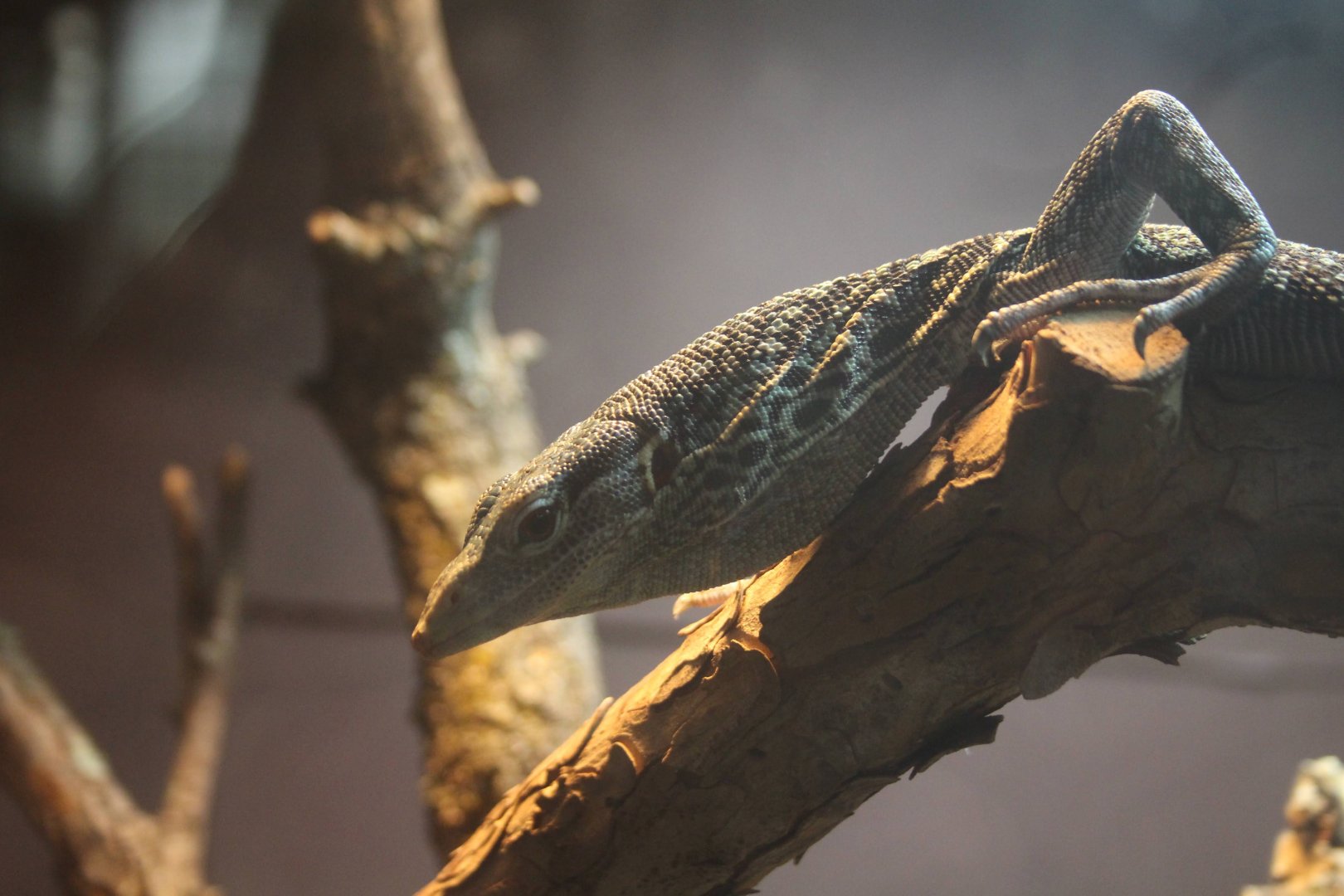 Blue Tree Monitor
