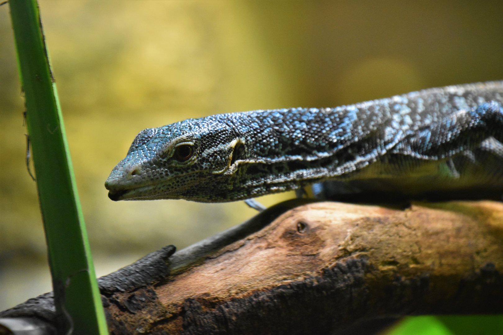 Blue tree monitor