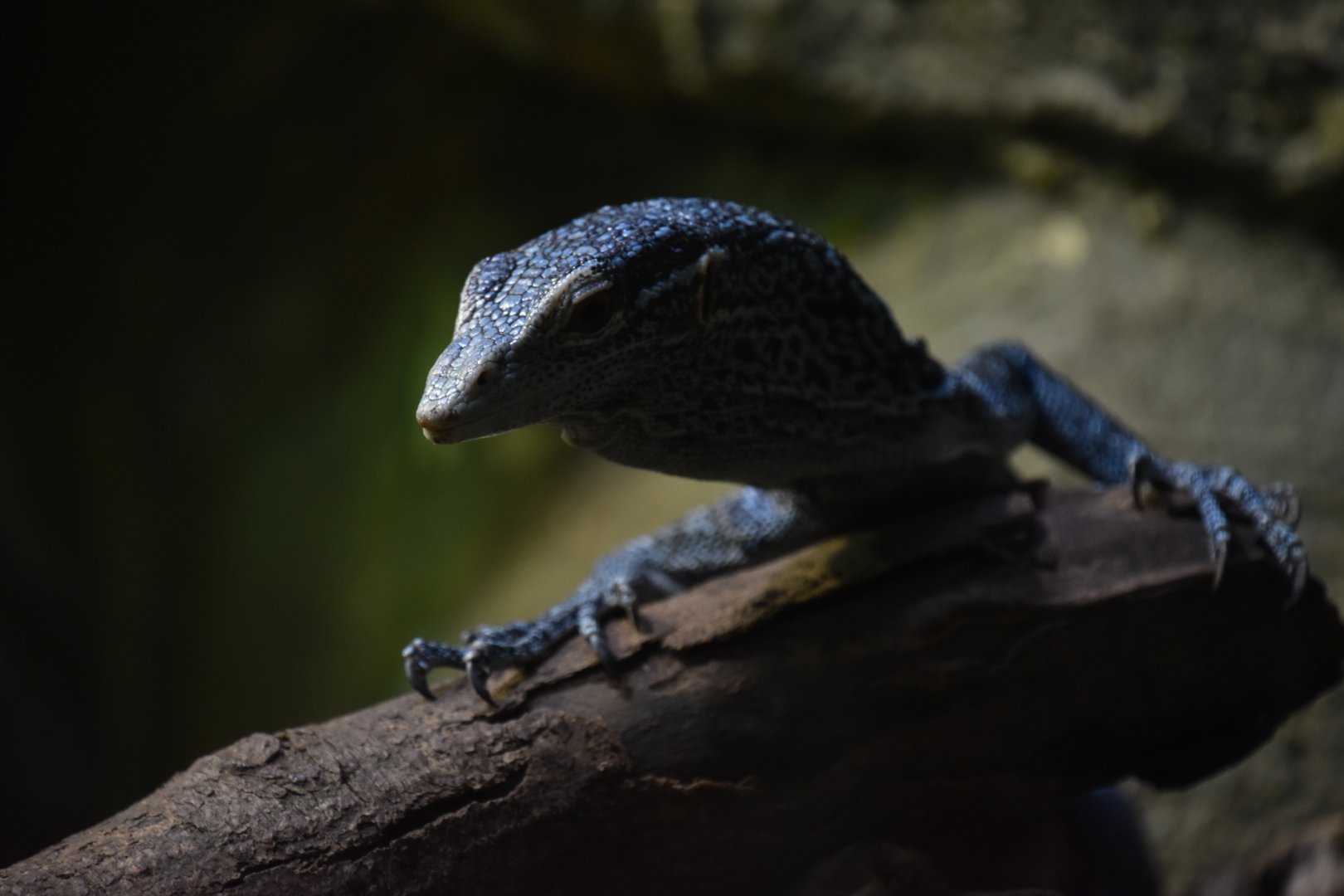 Blue tree monitor