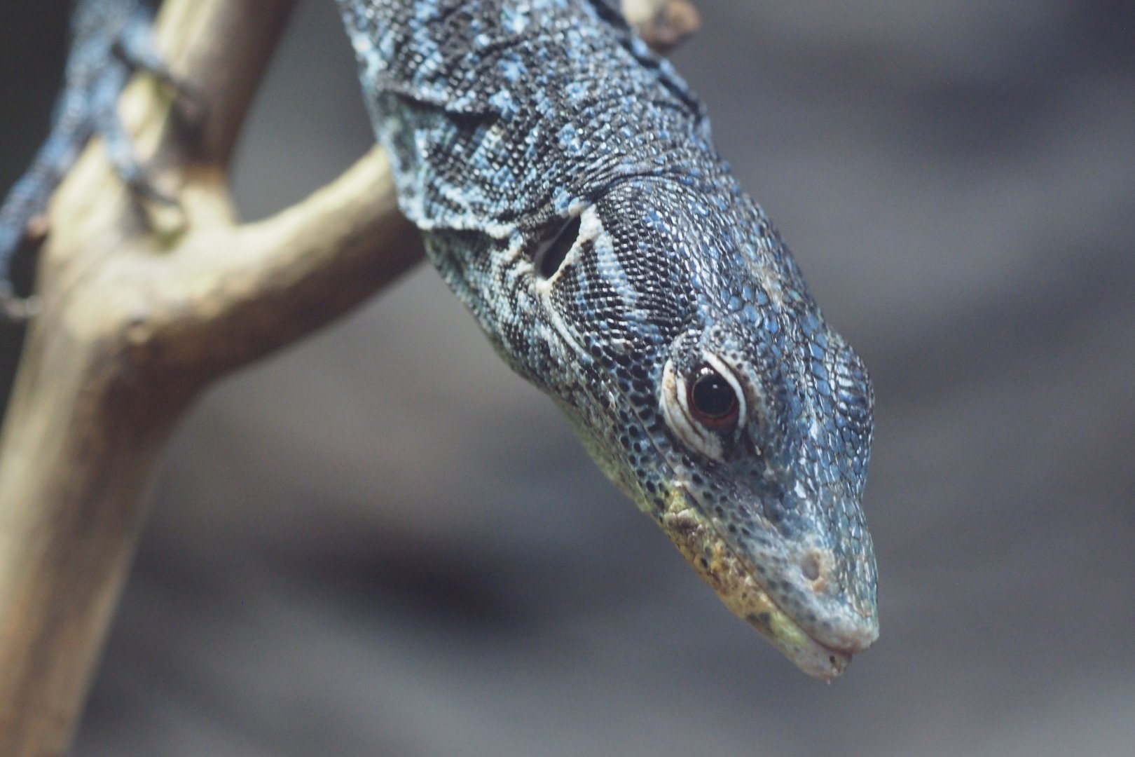 Blue tree monitor
