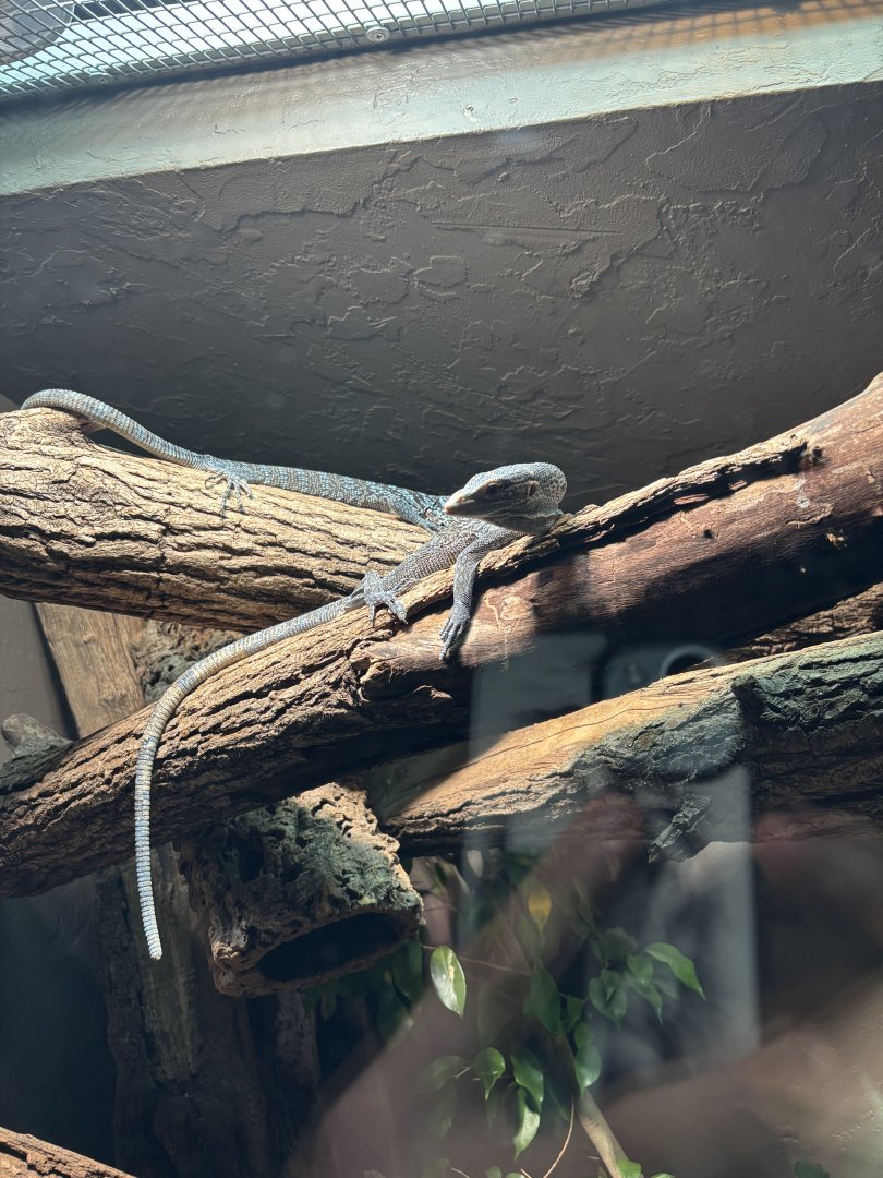 Blue Tree Monitor