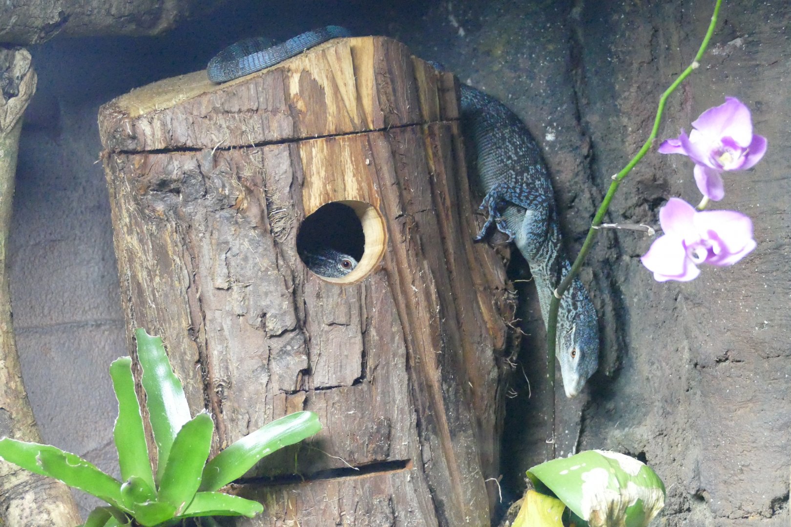 Blue tree monitors, December 2017