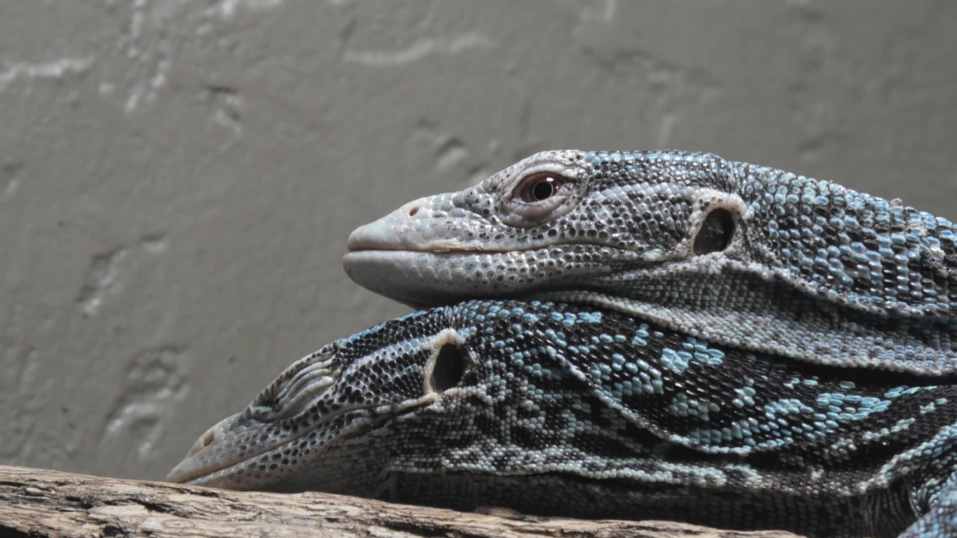 Blue tree monitors