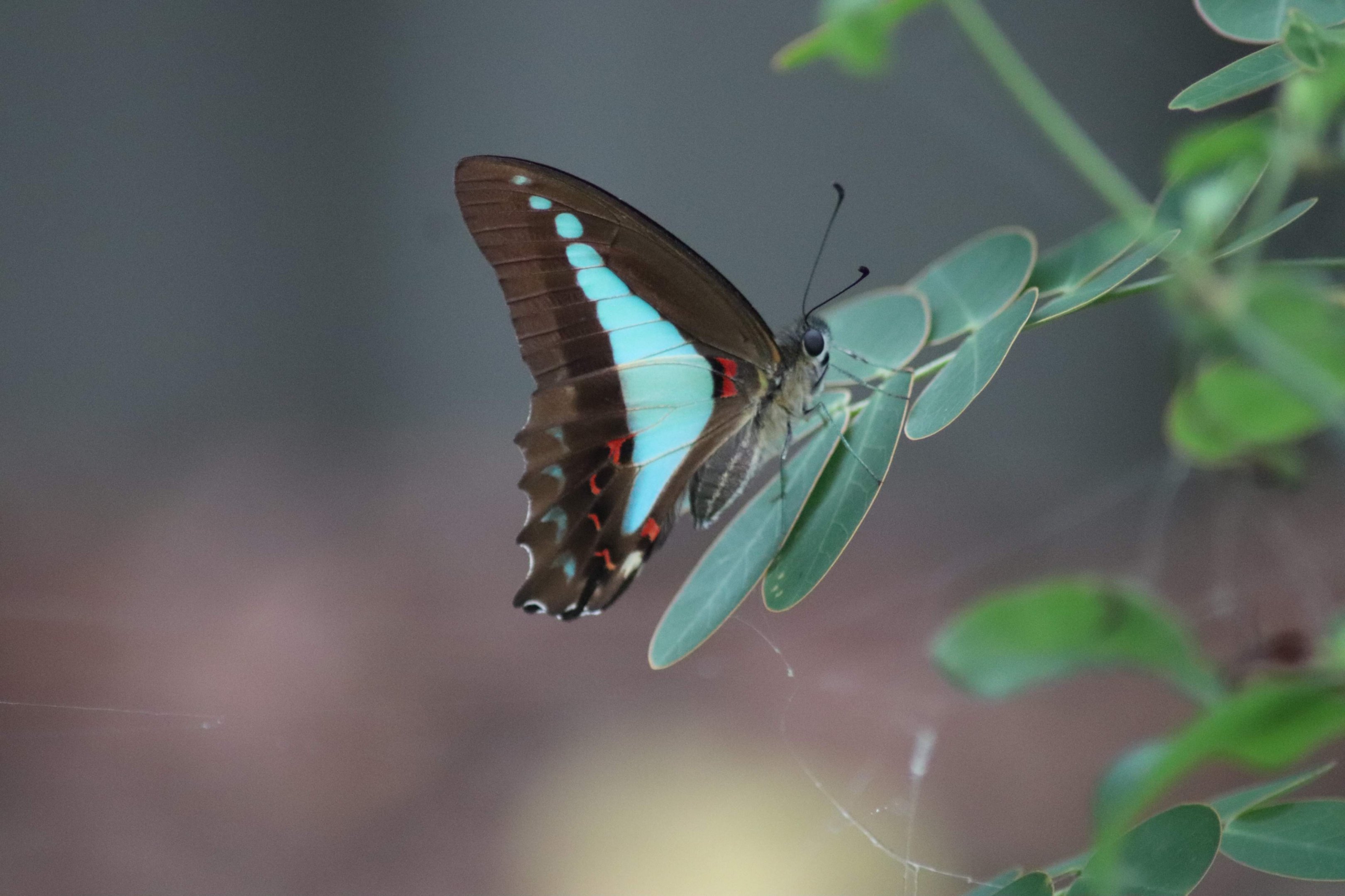Blue Triangle Butterfly (Graphium sarpedon)