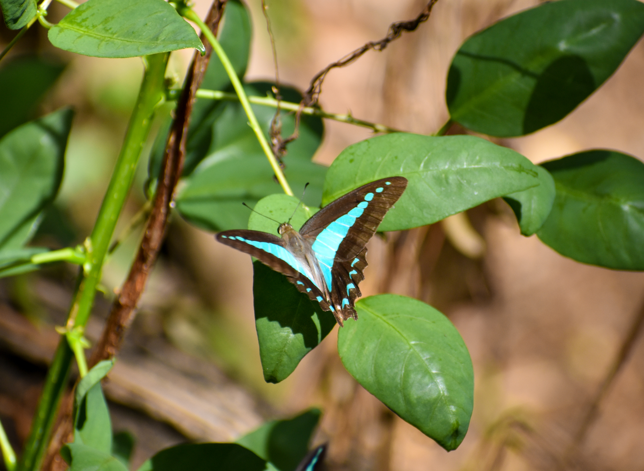 Blue Triangle (Graphium sarpedon)