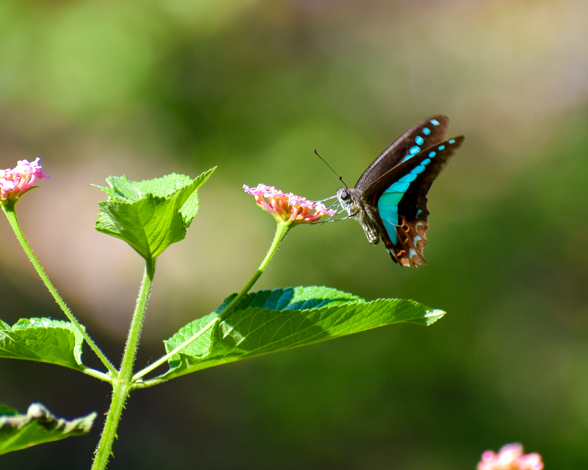 Blue Triangle (Graphium sarpedon)