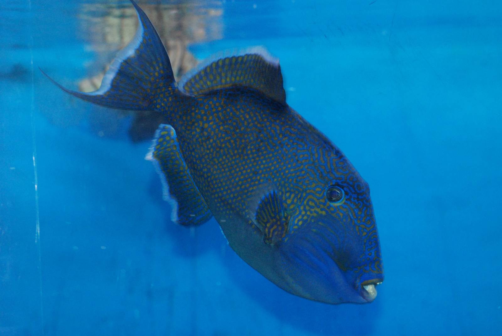 Blue Triggerfish at Skegness, 11/11/12