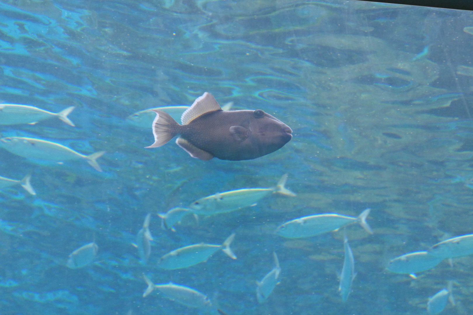 Blue Triggerfish (Pseudobalistes fuscus)