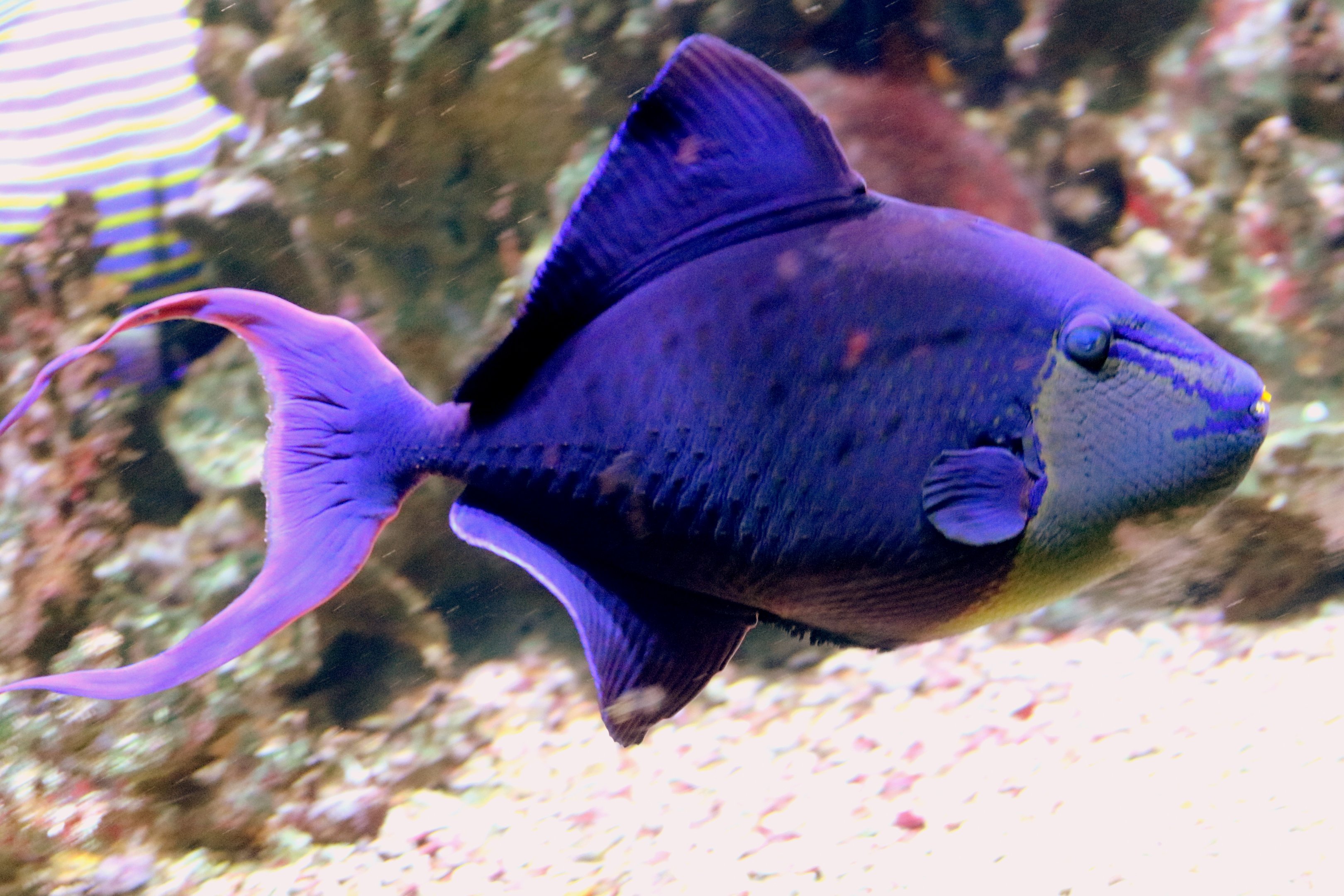 Blue triggerfish; Vasco da Gama Aquarium, Lisbon; 8th April 2019