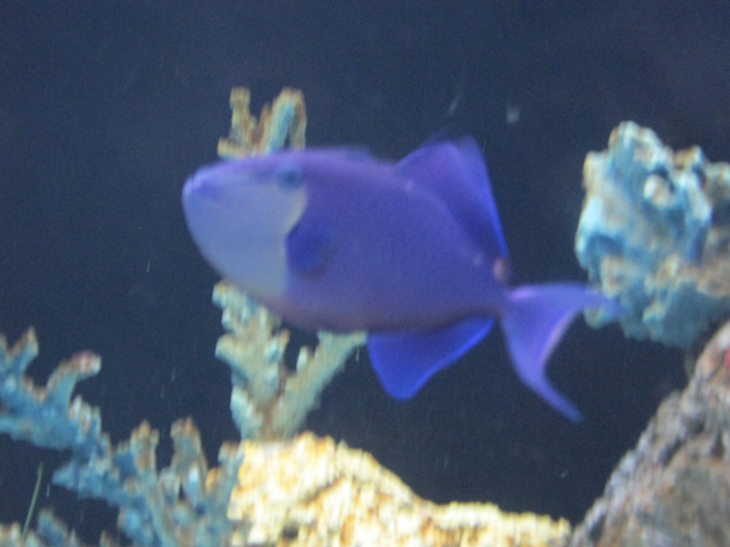 blue triggerfish
