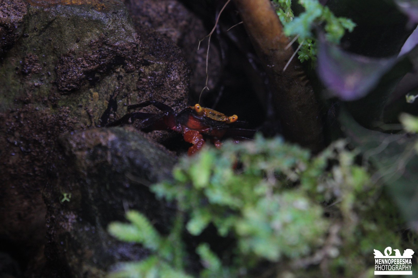 Blue vampire crab (Geosesarma dennerle)