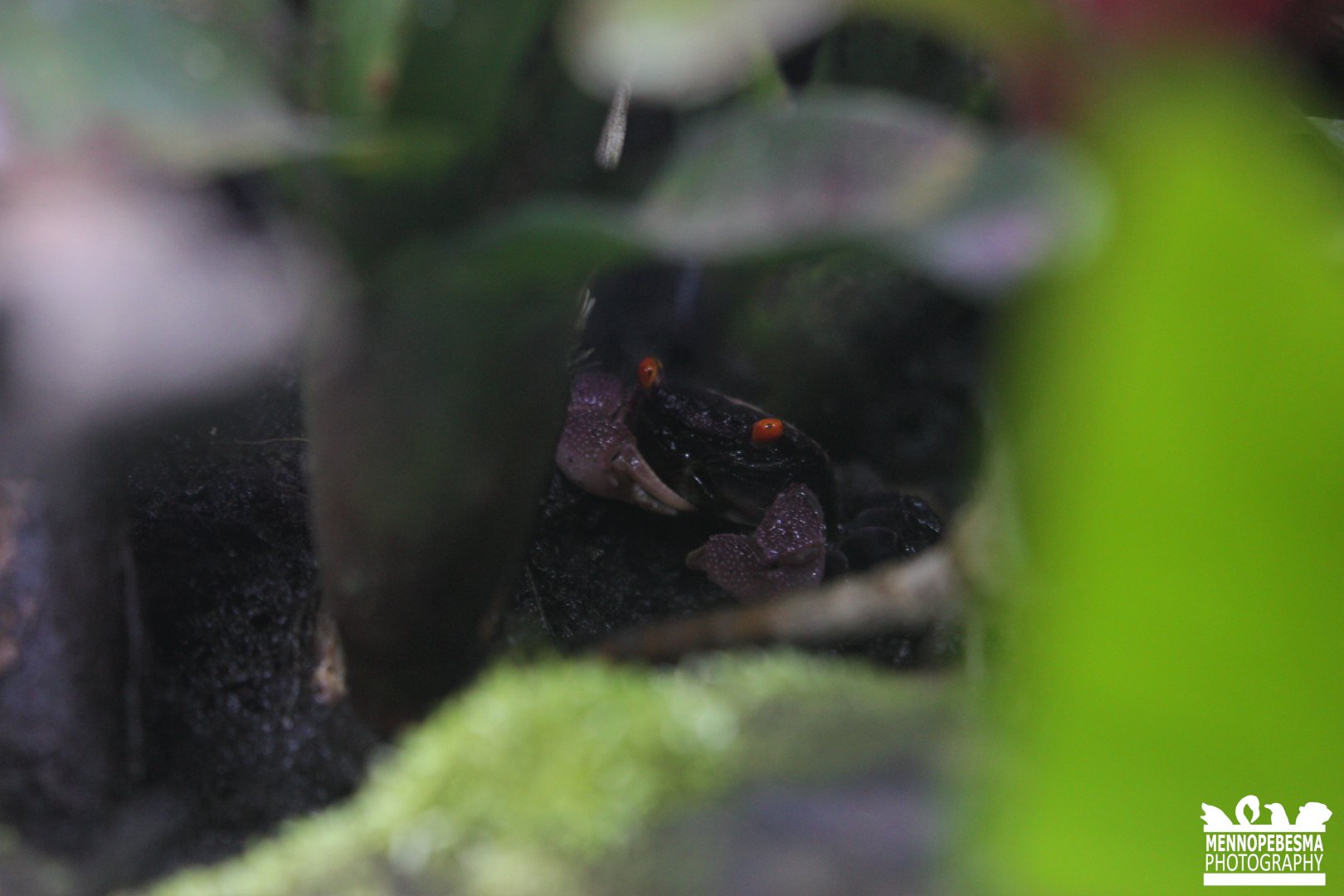 Blue vampire crab (Geosesarma dennerle)