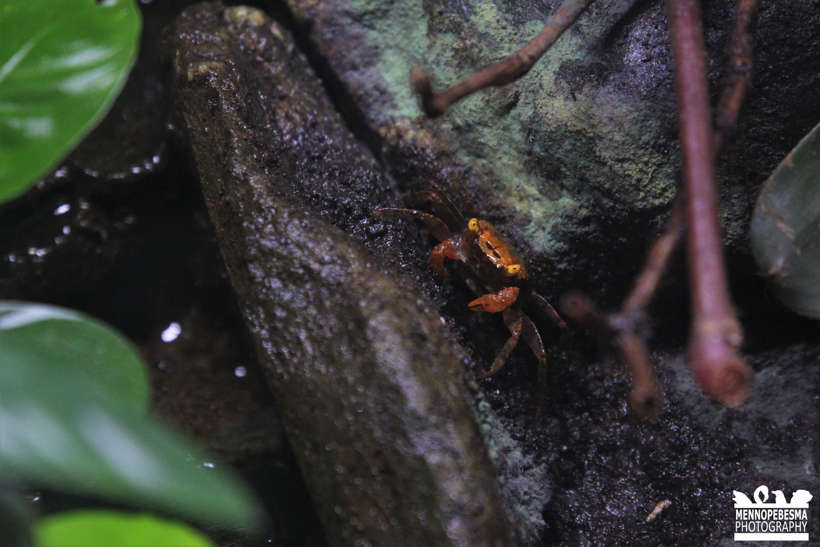 Blue vampire crab (Geosesarma dennerle)