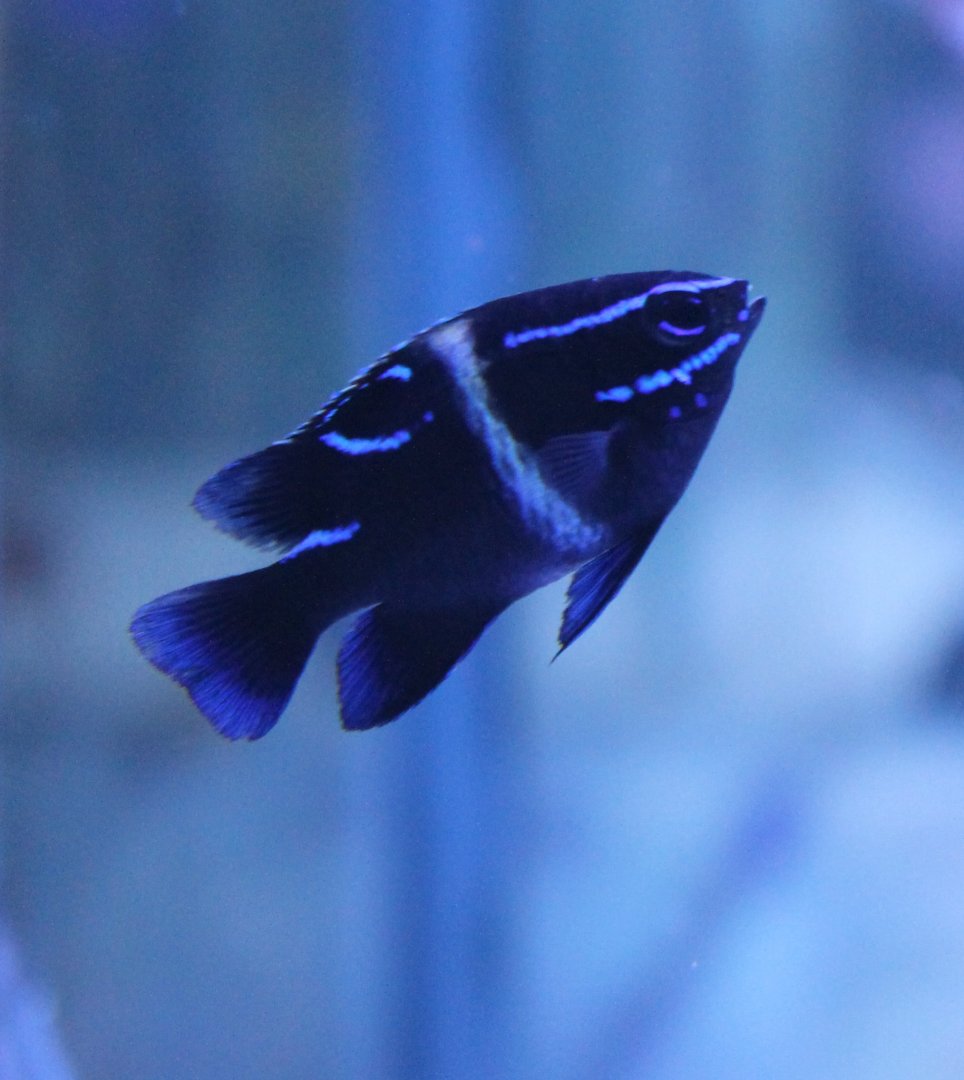 Blue velvet damsel fish - Paraglyphidodon oxyodon