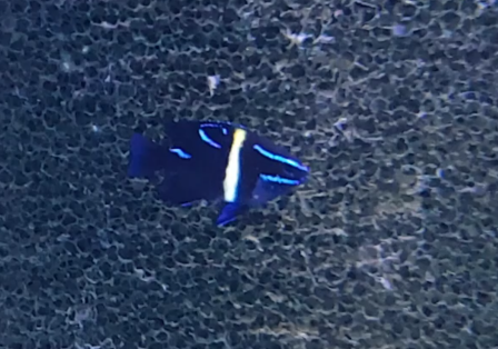 Blue-velvet damselfish - Neoglyphidodon oxydon