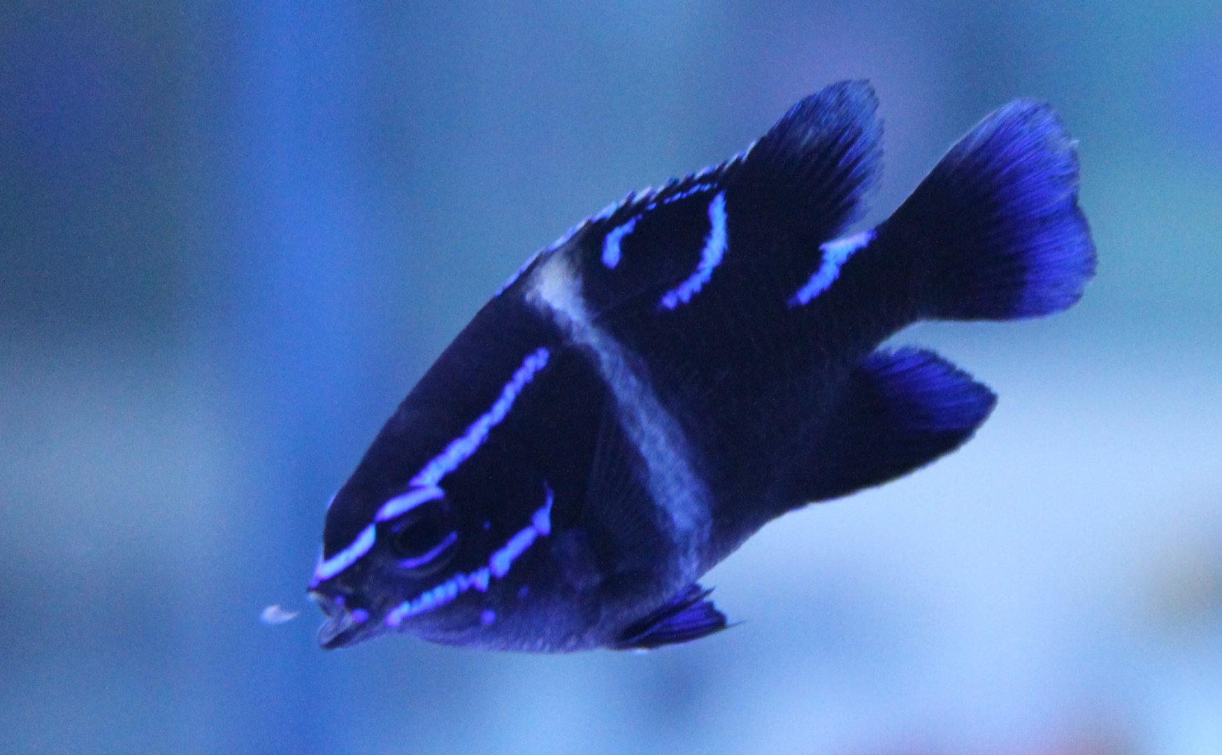 Blue-velvet damselfish - Paraglyphidodon oxyodon - Eating