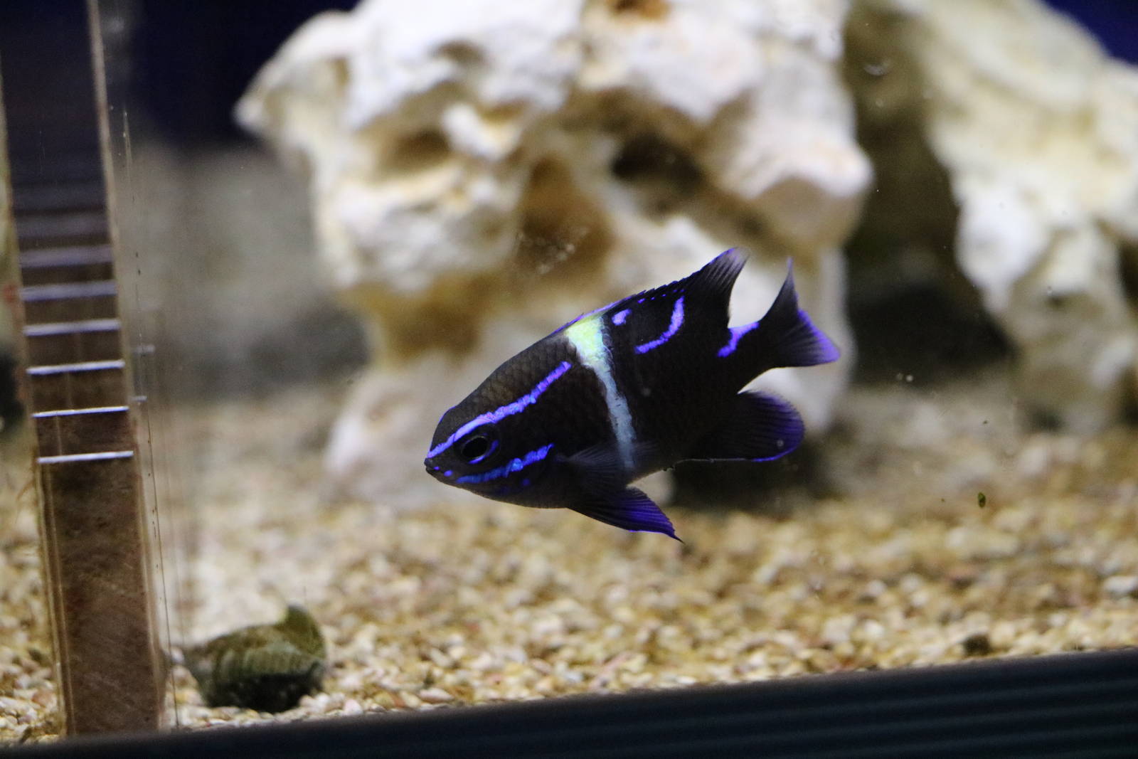 Blue velvet damselfish - Tokyo Tower Aquarium, February 2016
