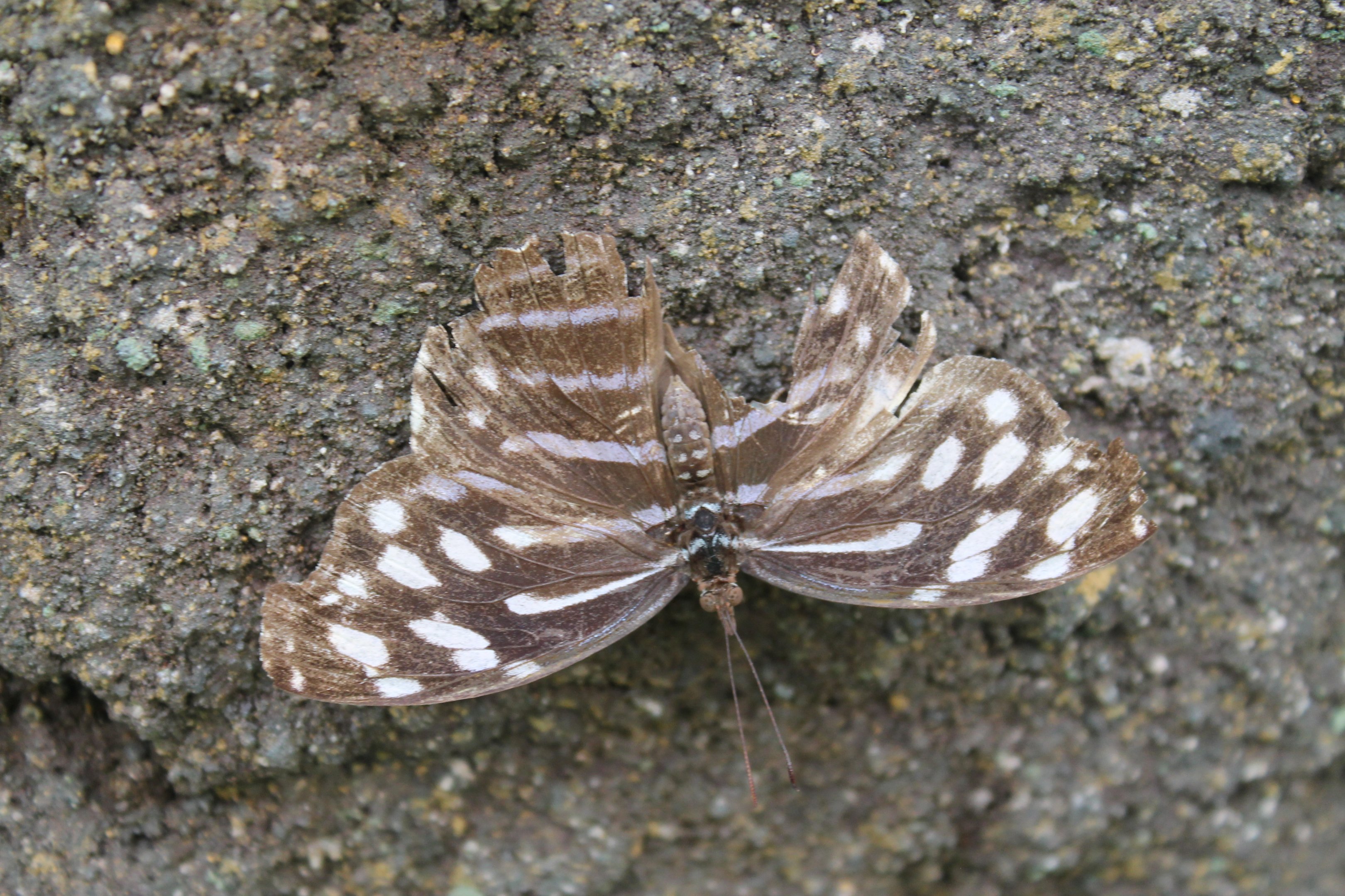 Blue Wave (Myscelia cyaniris) - not looking very blue!