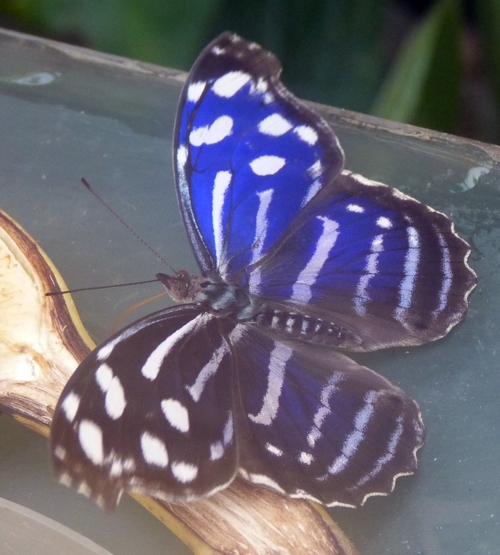 Blue wave (Myscelia cyaniris)