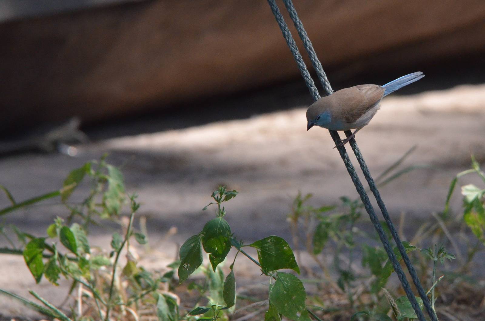 Blue Waxbill, Moremi Game Reserve, Botswana, 27/04/16