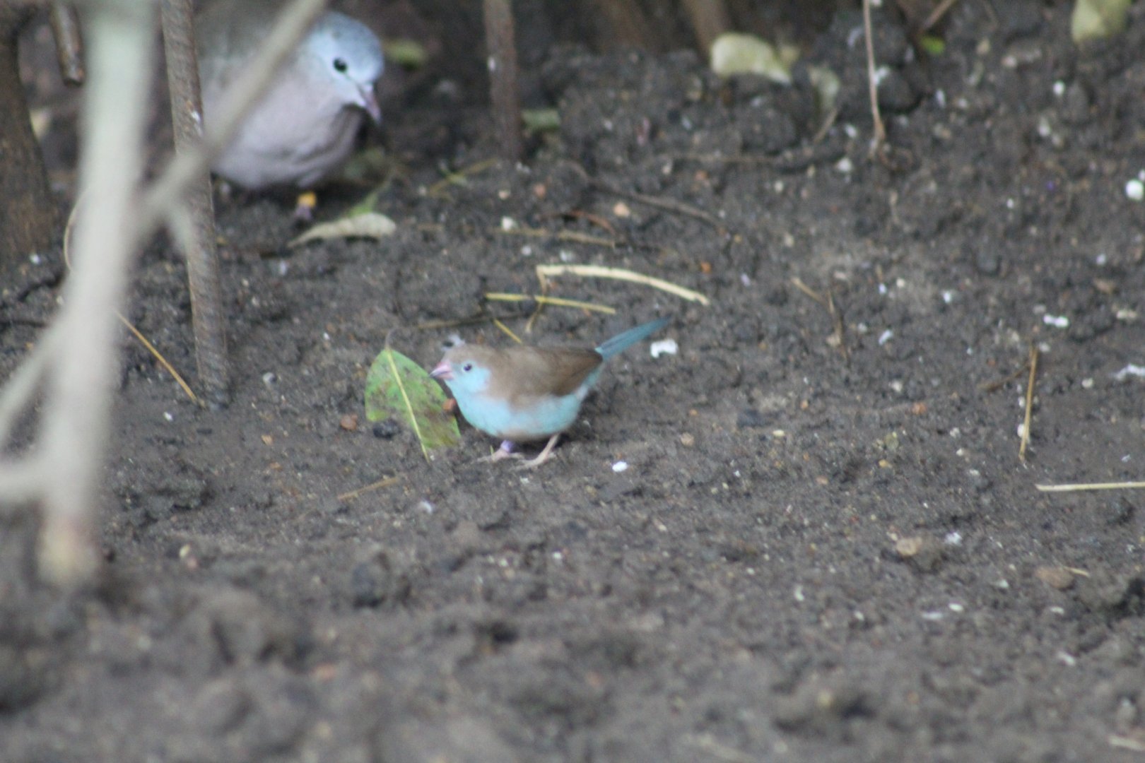 Blue Waxbill??
