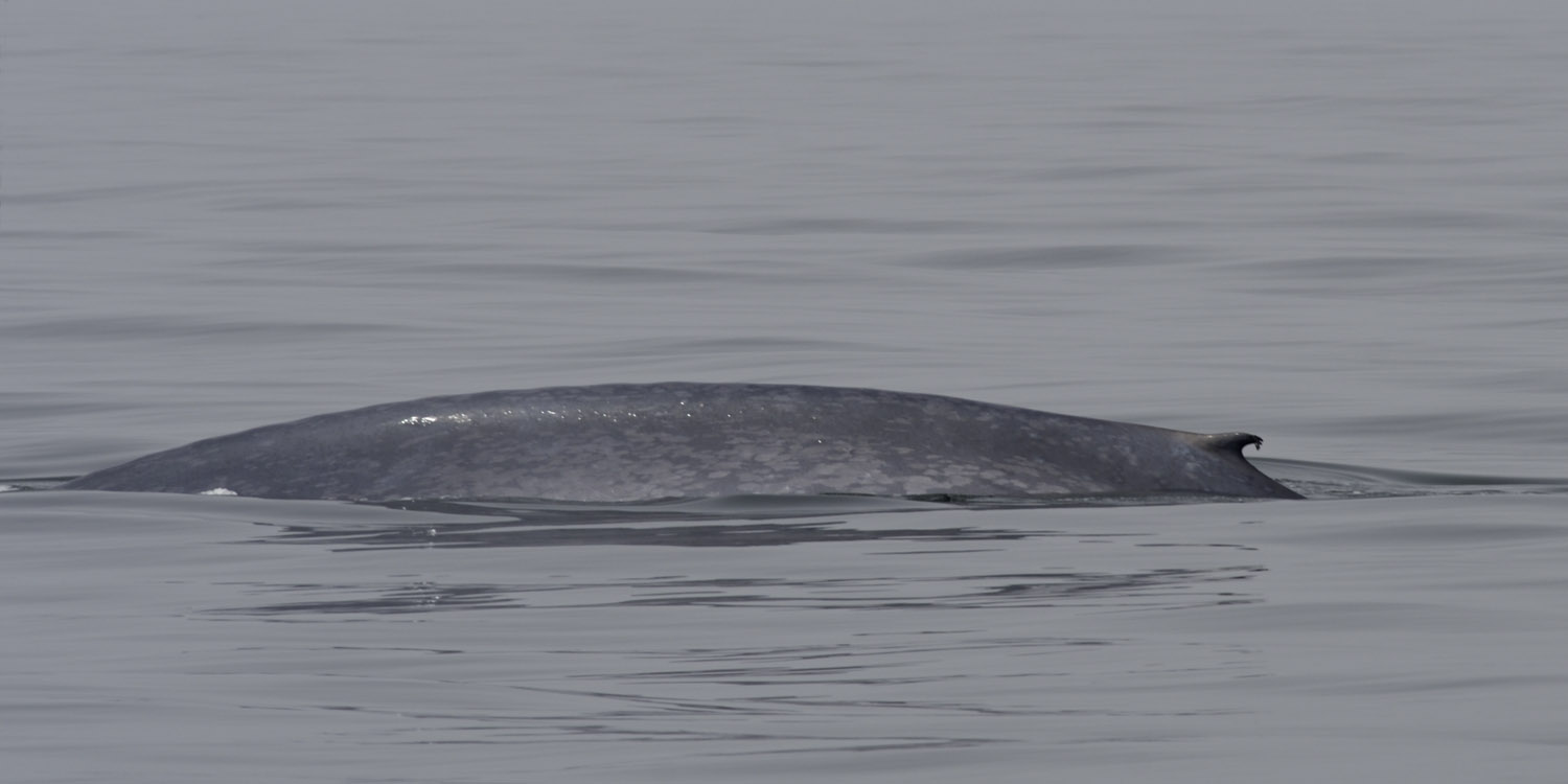 Blue whale, back and dorsal fin