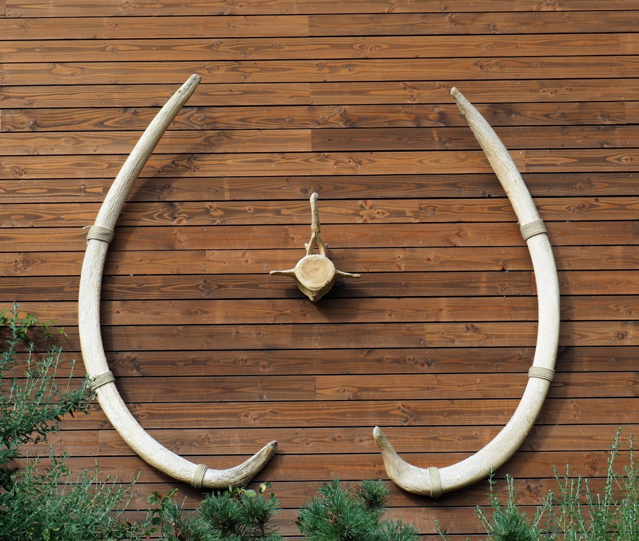 Blue whale (Balaenoptera musculus) ribs and vertebra displayed as props, 2021-09-02