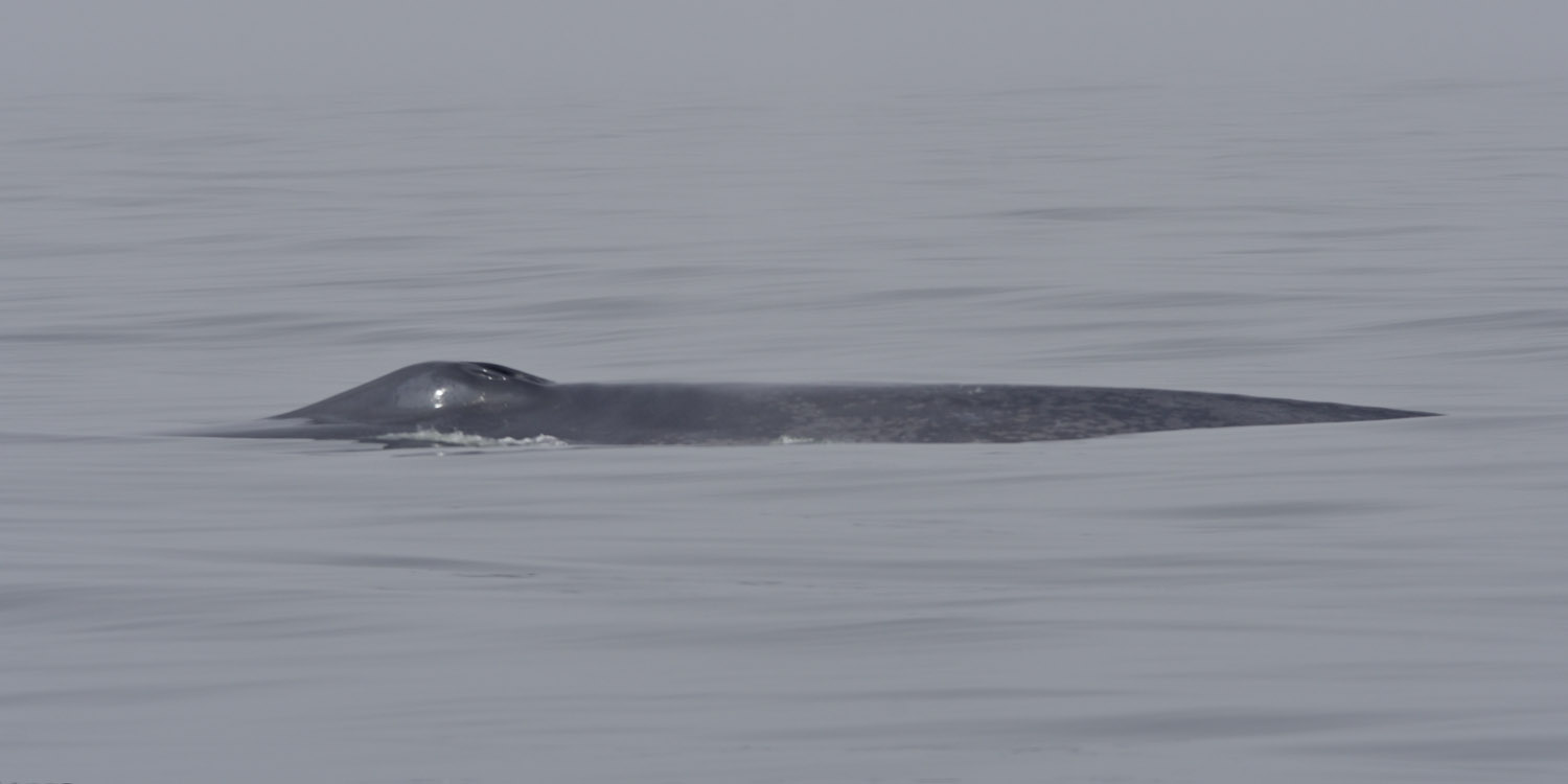 Blue whale, blowholes