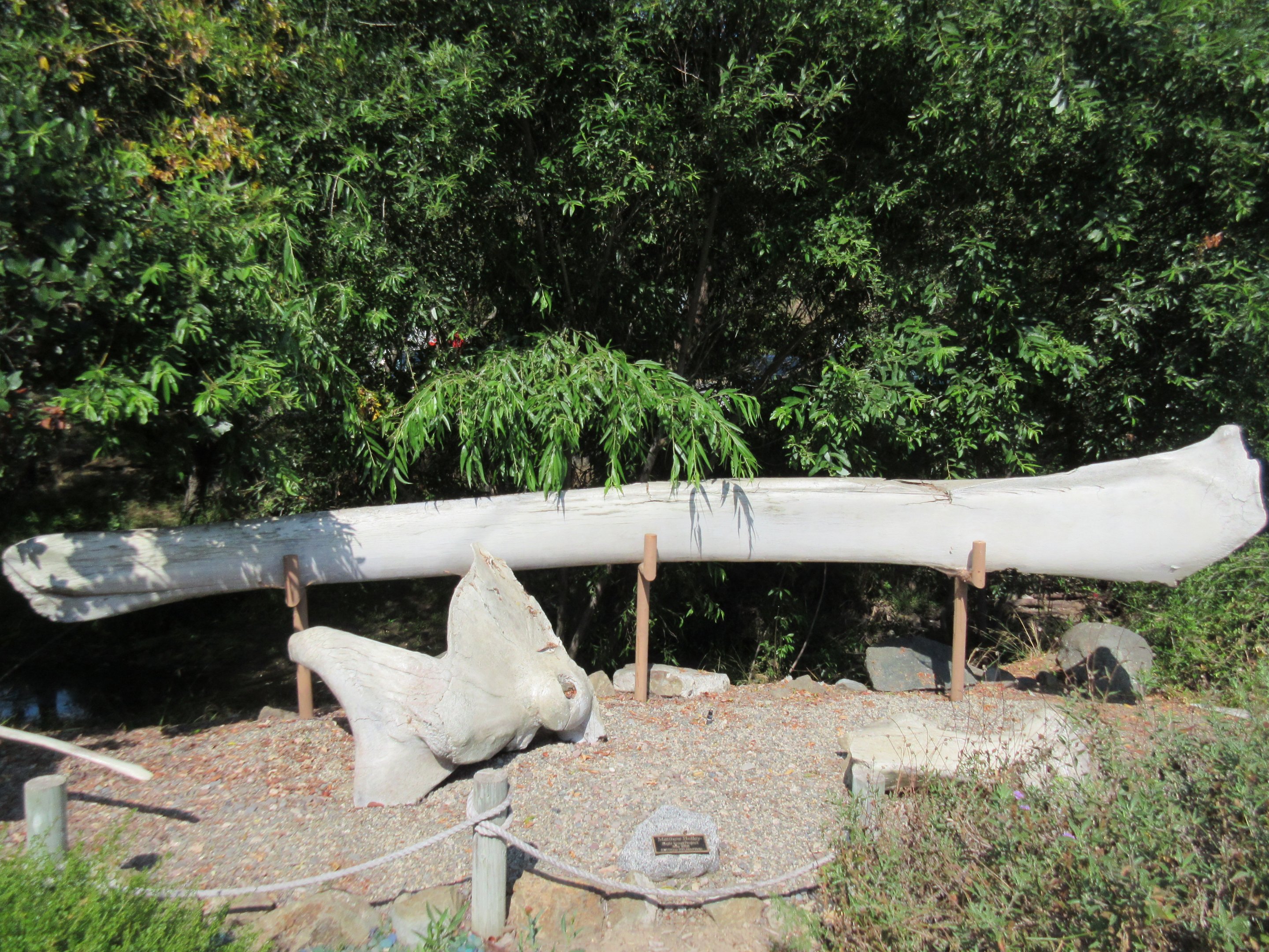 Blue Whale Bones