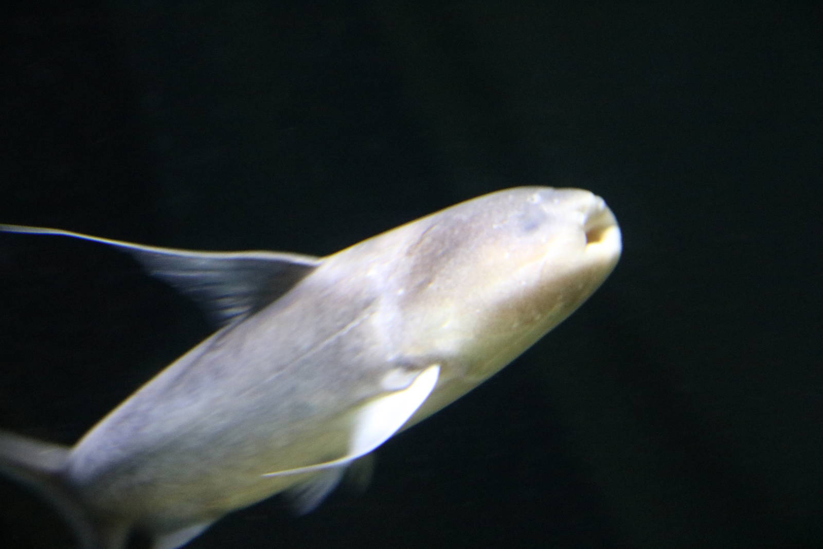 Blue whale catfish - Tokyo Tower Aquarium, February 2016
