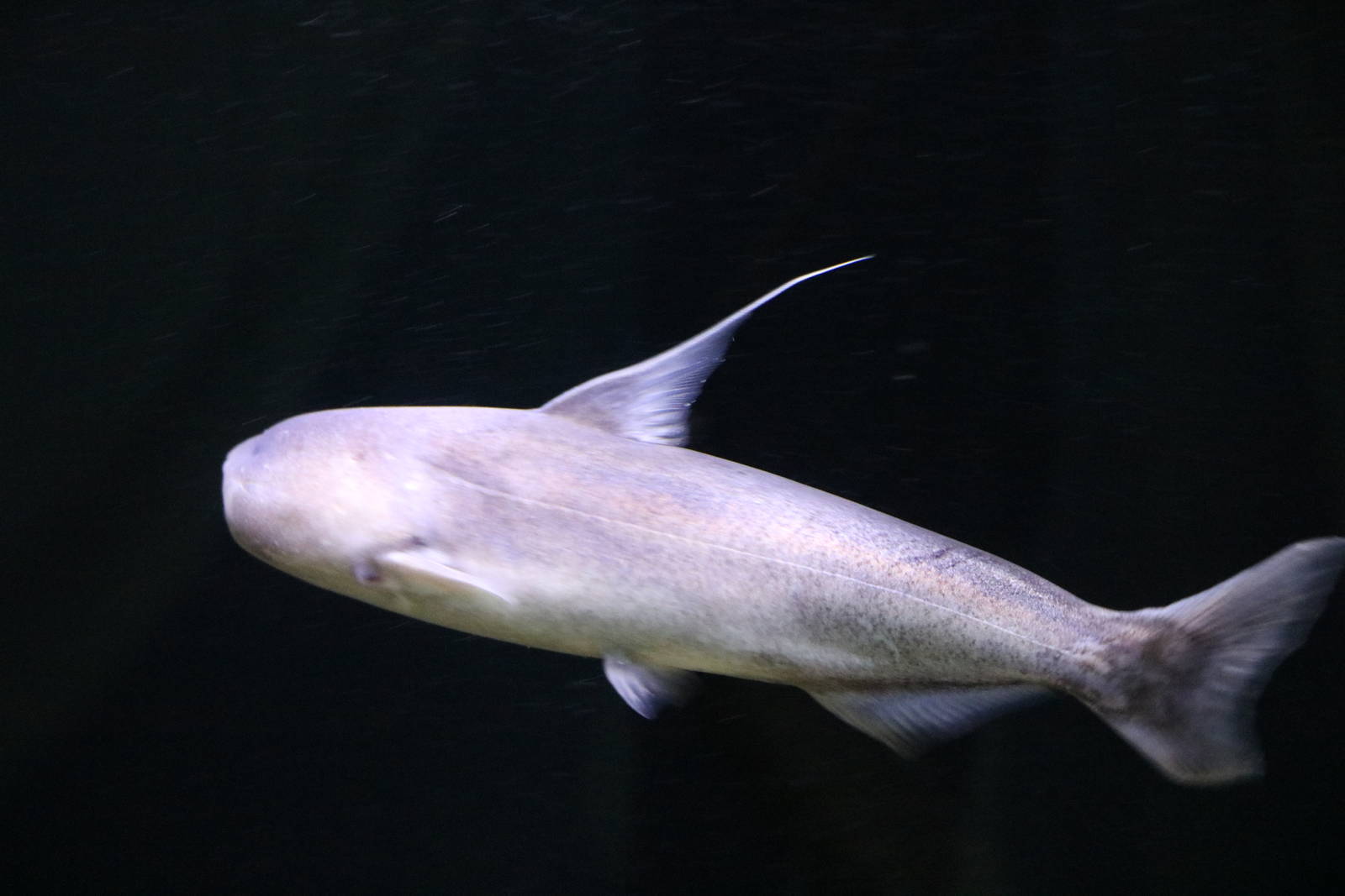 Blue whale catfish - Tokyo Tower Aquarium, February 2016