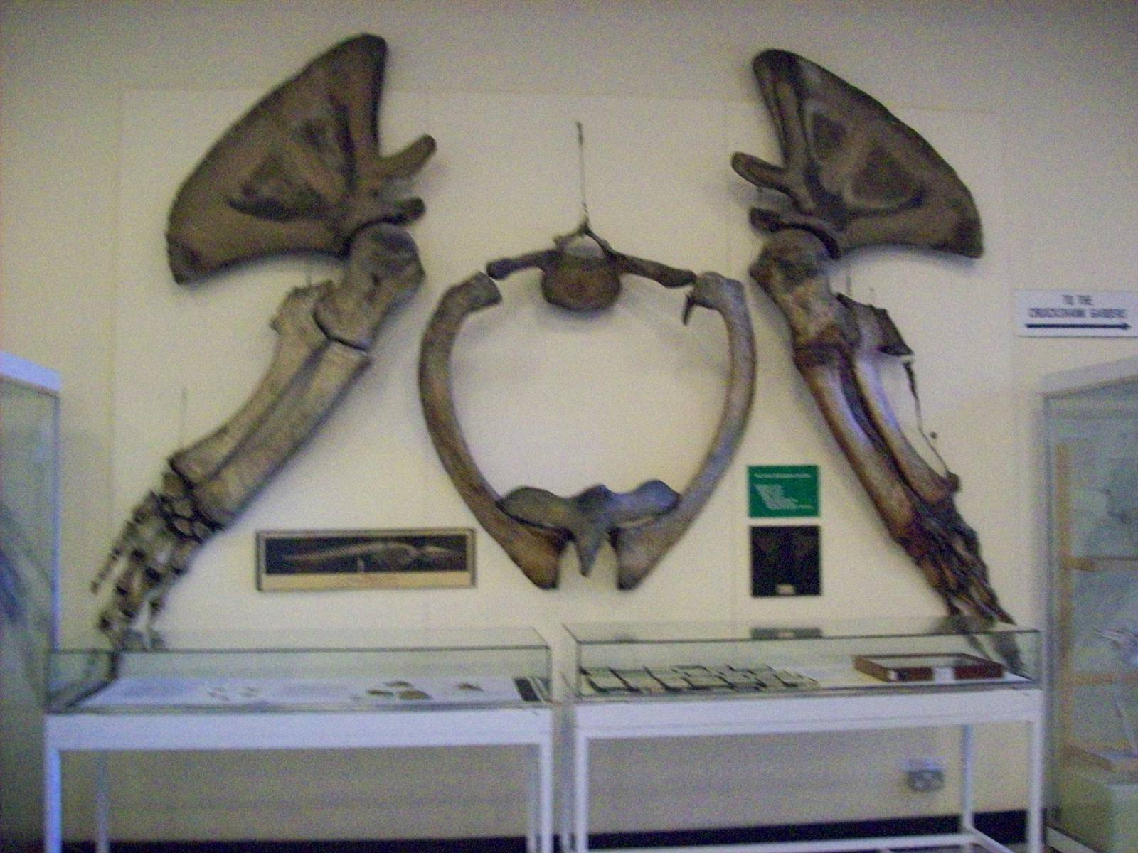 Blue whale limbs and pelvis (Aberdeen zoology building)