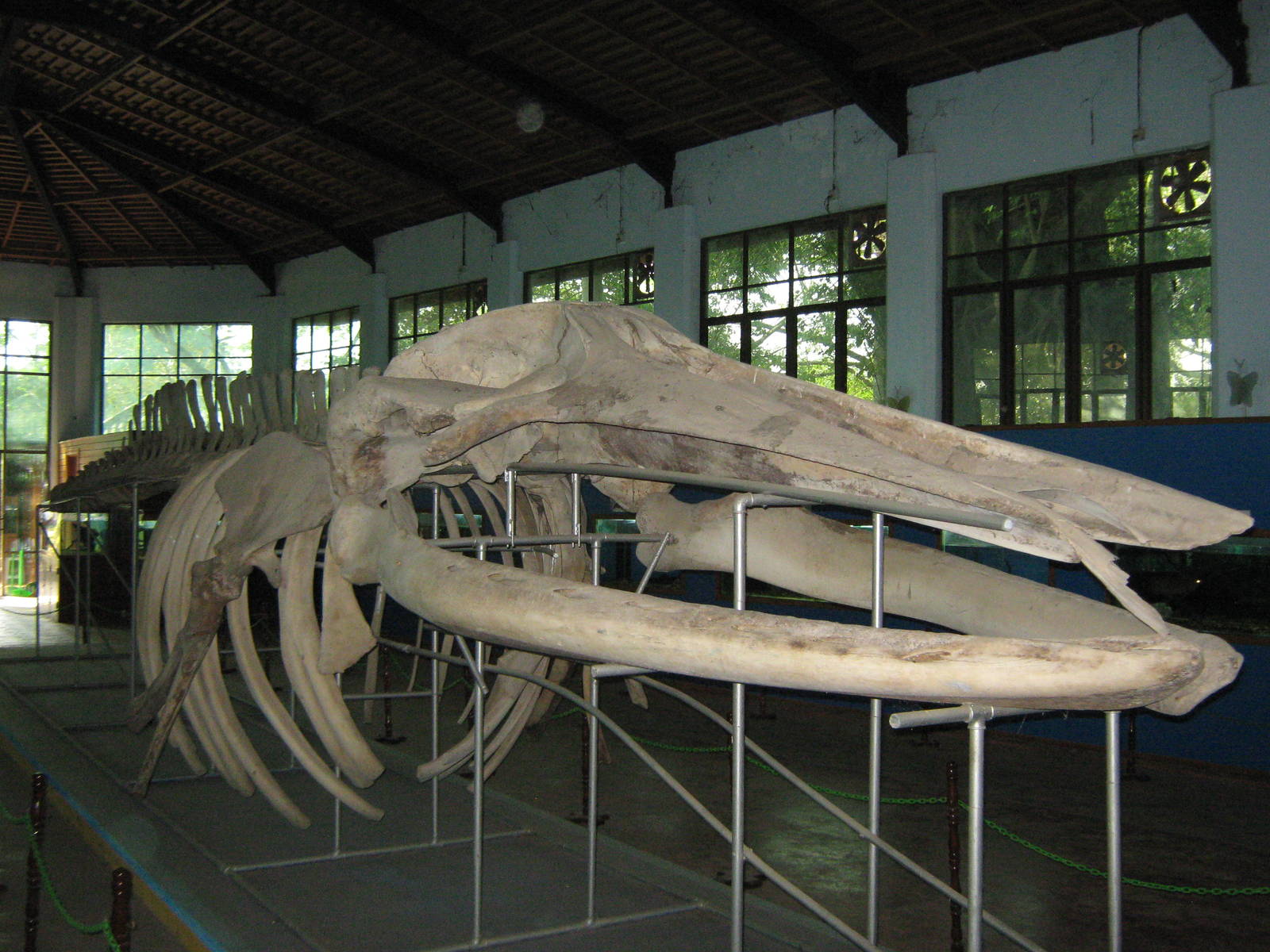 Blue Whale skeleton