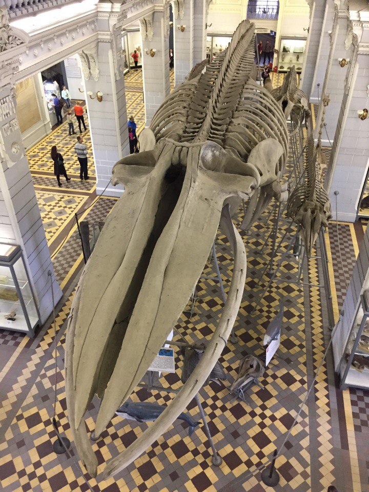 Blue whale skeleton