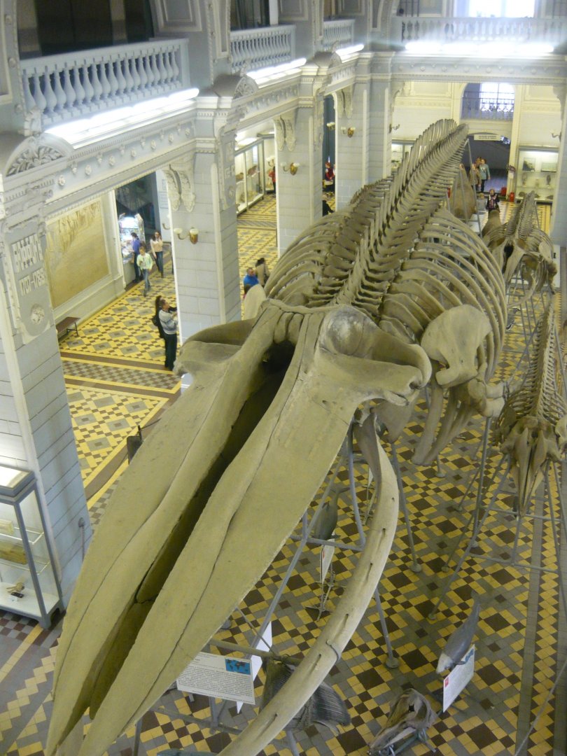 Blue whale skeleton