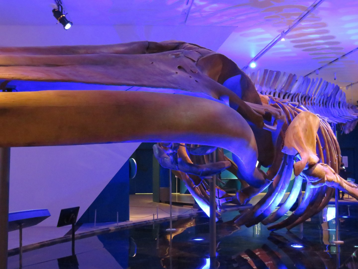 Blue whale skeleton