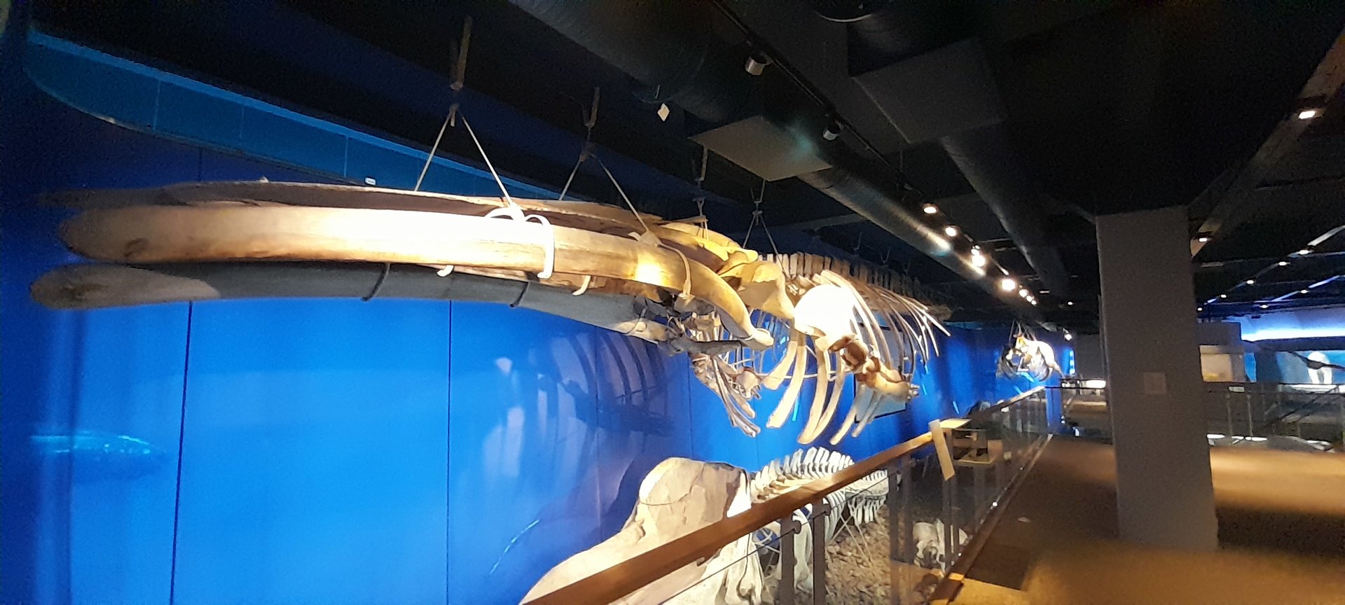 Blue whale skeleton