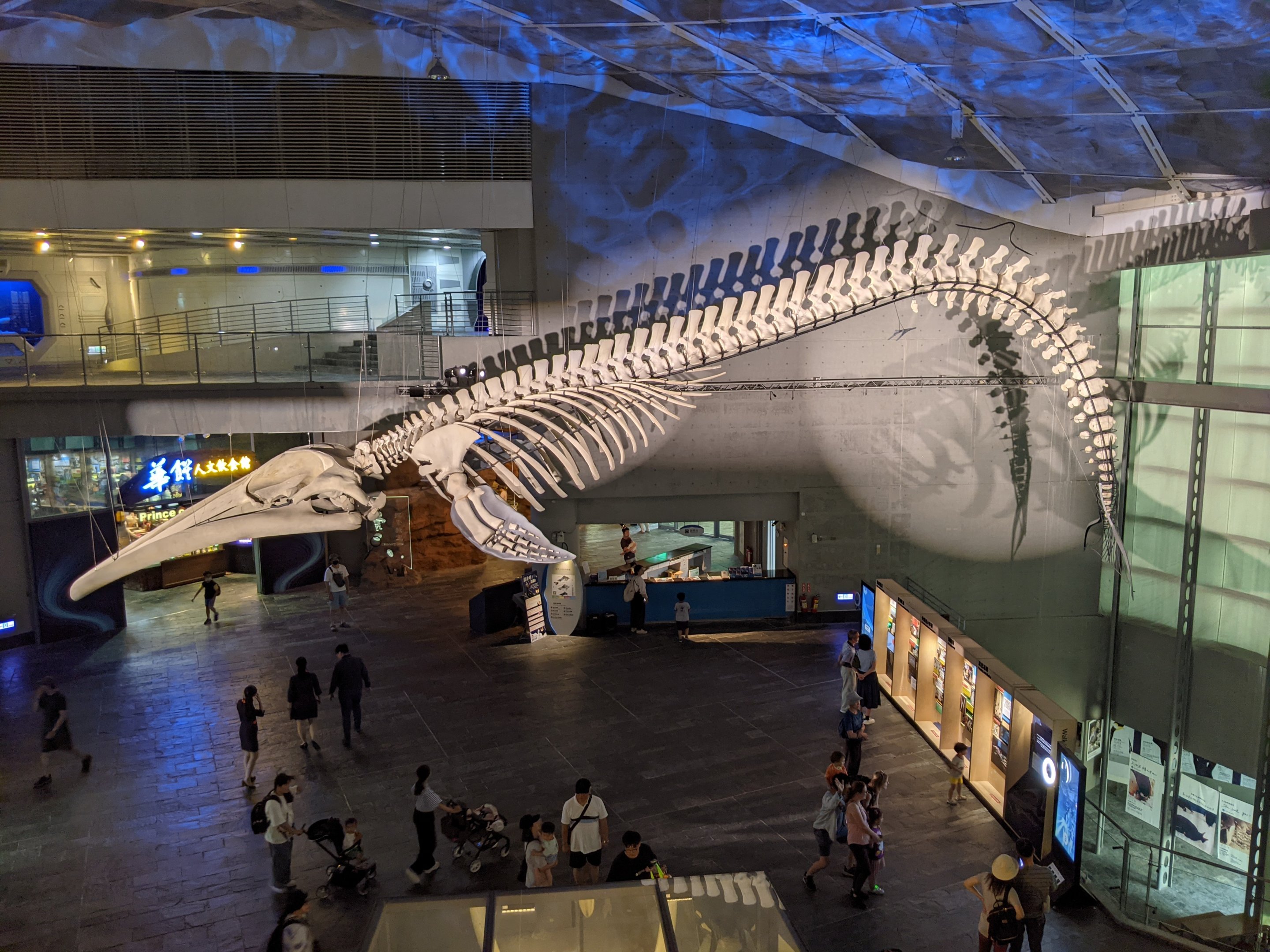 Blue Whale skeleton