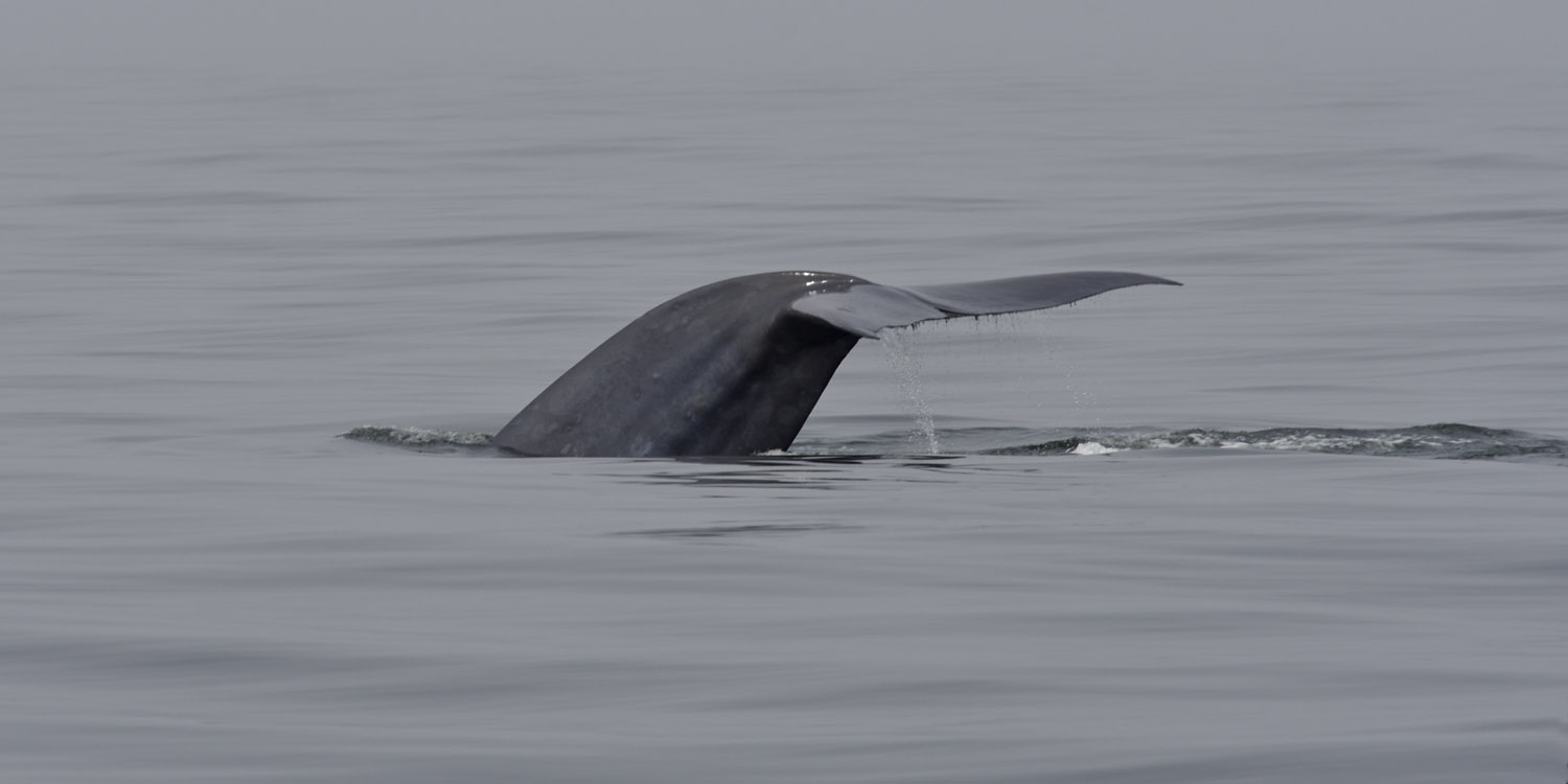 Blue whale, tailstock and flukes