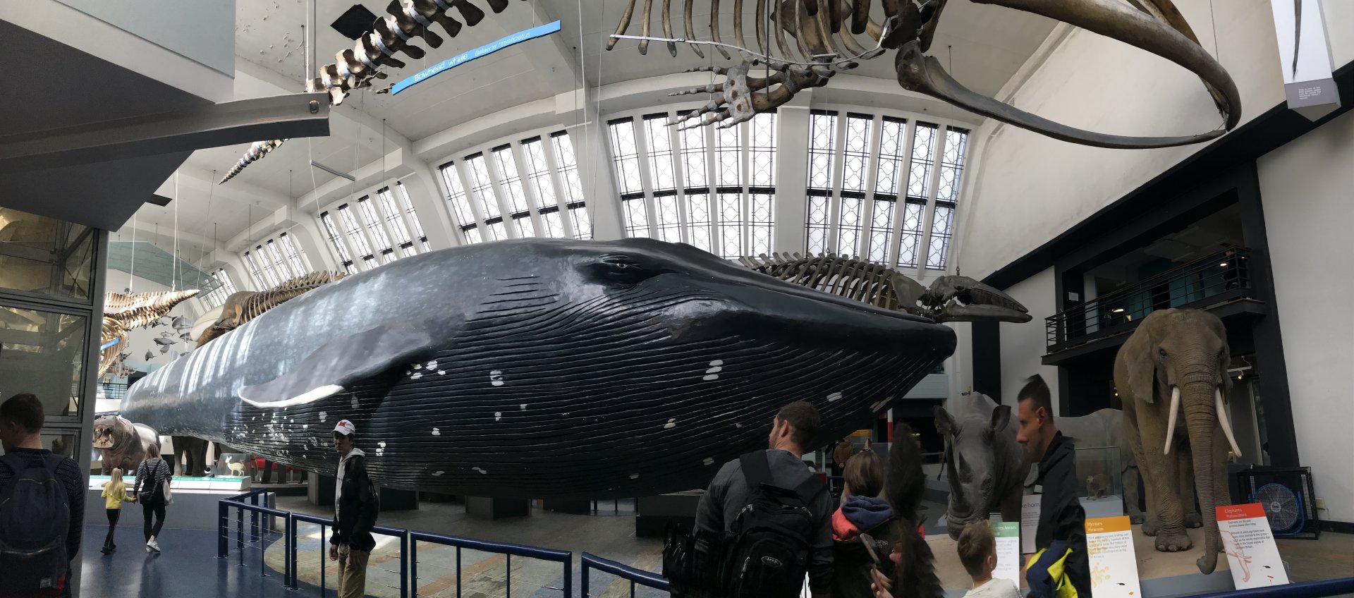Blue whale