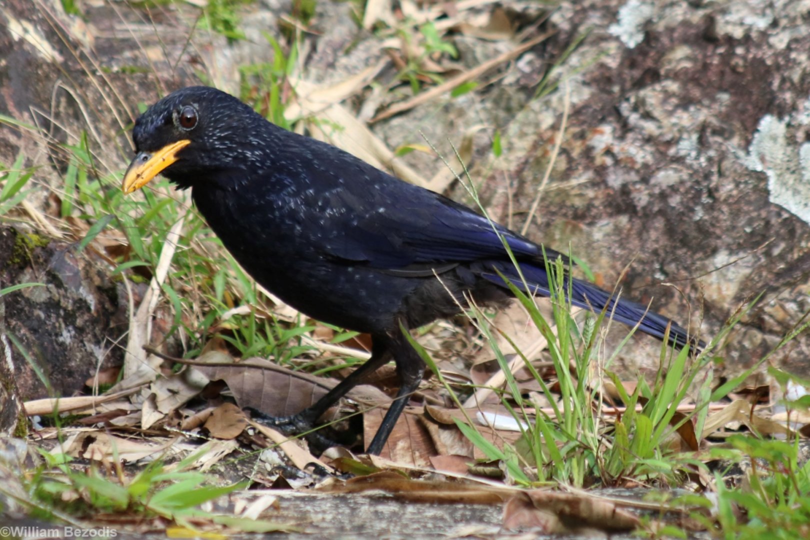 Blue Whistling Thrush - Datanla