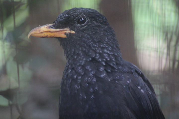 Blue-whistling thrush (Myophonus caeruleus flavirostris)